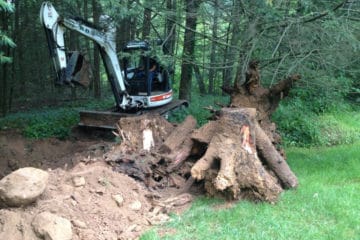 Tree & Brush Removal