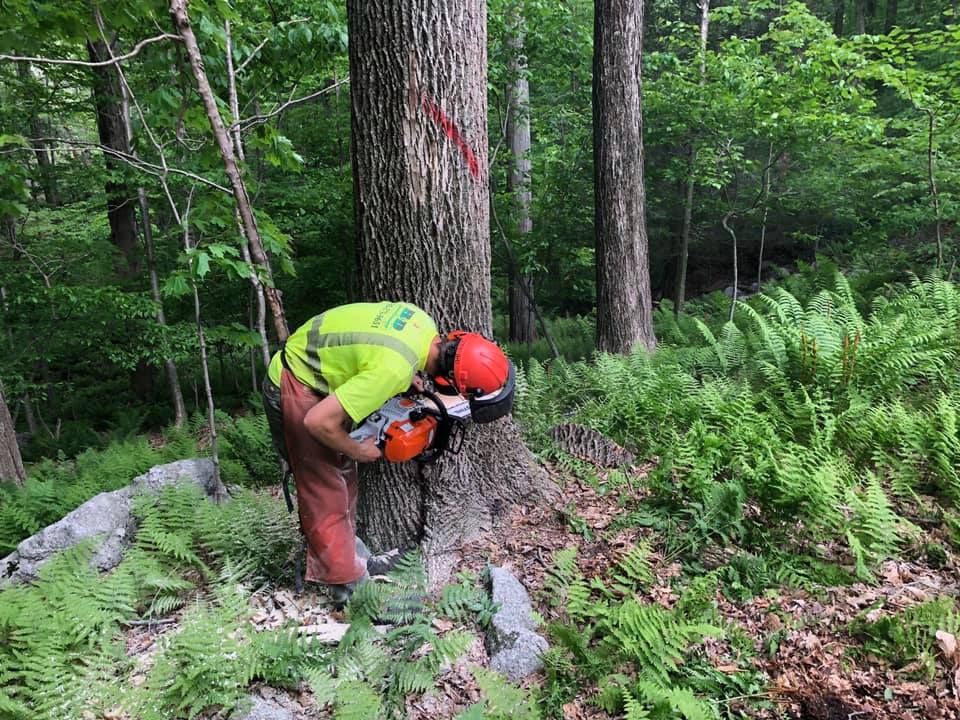 Man cutting down a tree with a chainsaw