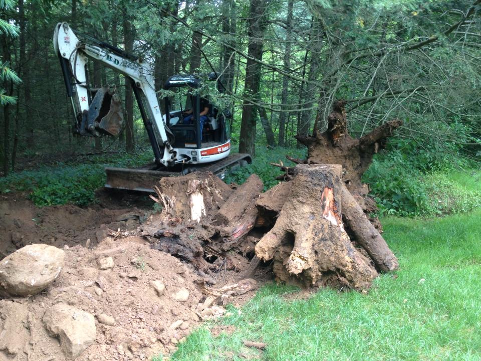 The stump of a tree as part of an excavation project