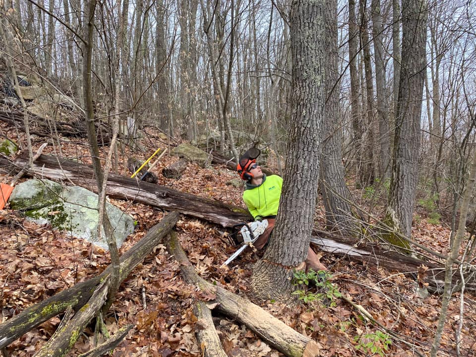 B&D landscaping worker cutting tree with chainsaw